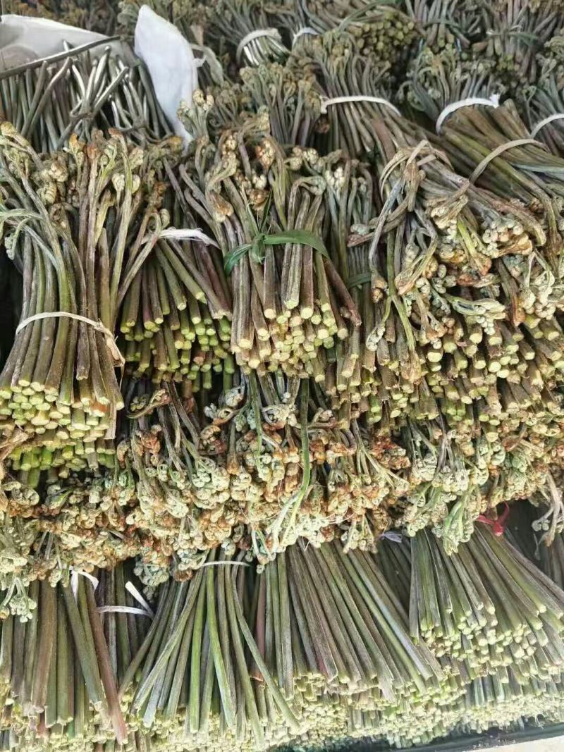 山上野生的蕨苔原生态蕨菜