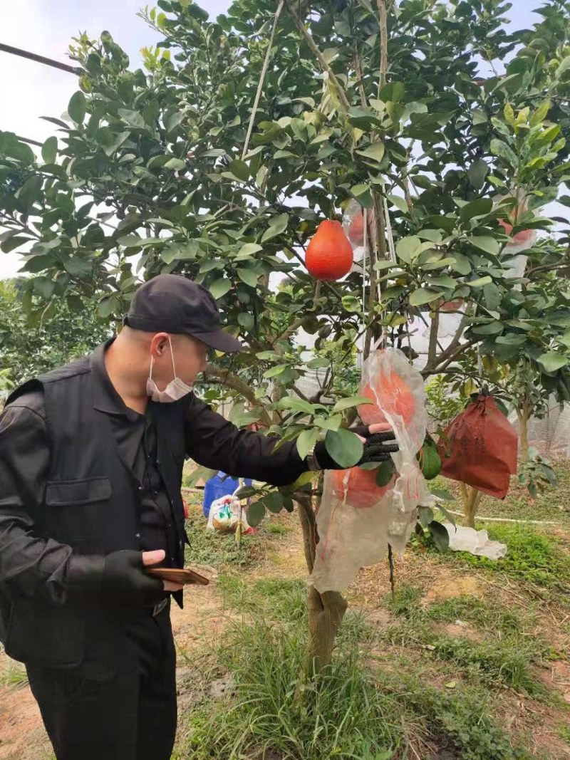 泰国暹罗红柚苗，红皮红肉果肉细腻
