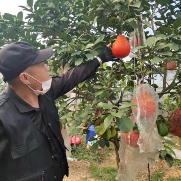 泰国暹罗红柚苗，红皮红肉果肉细腻