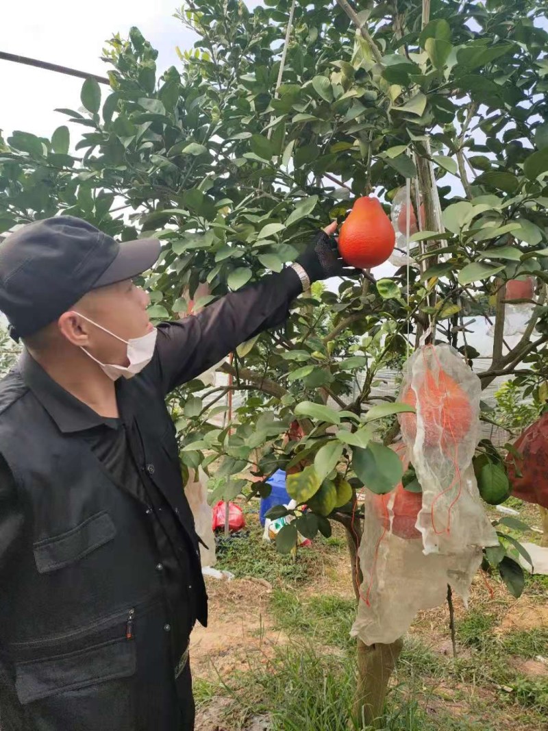 泰国暹罗红柚苗，红皮红肉果肉细腻