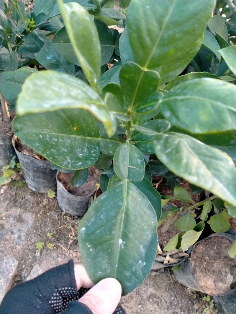 泰国暹罗红柚苗，红皮红肉果肉细腻