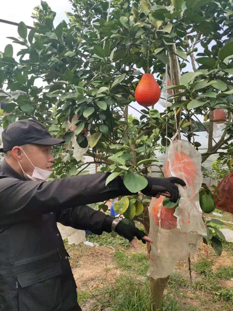 泰国暹罗红柚苗，红皮红肉果肉细腻