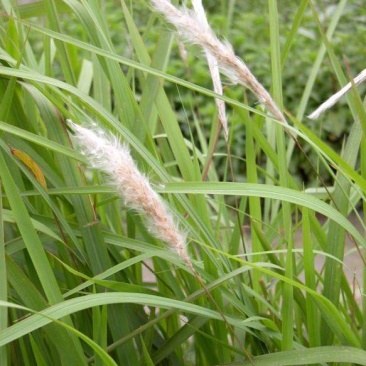 茅根草白茅根绿化苗木