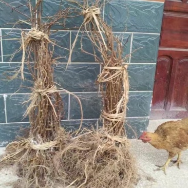 翠玉猕猴桃嫁接苗果形椭圆亩收益20000以上