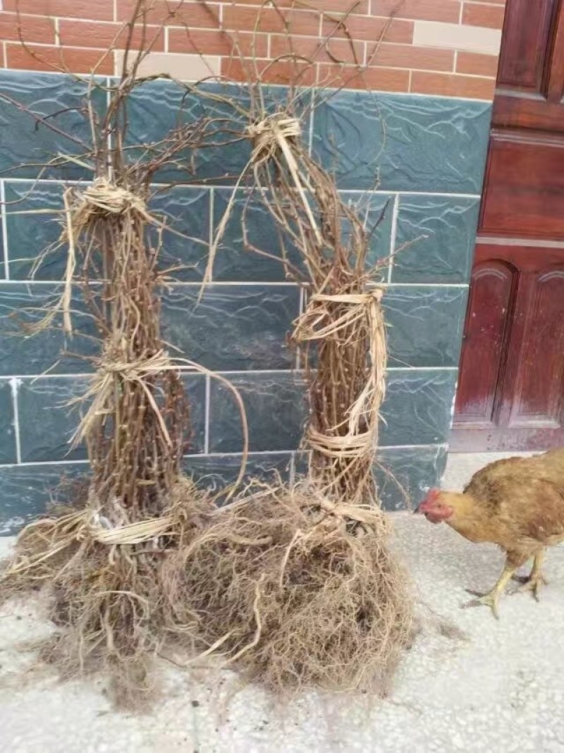 翠玉猕猴桃嫁接苗果形椭圆亩收益20000以上