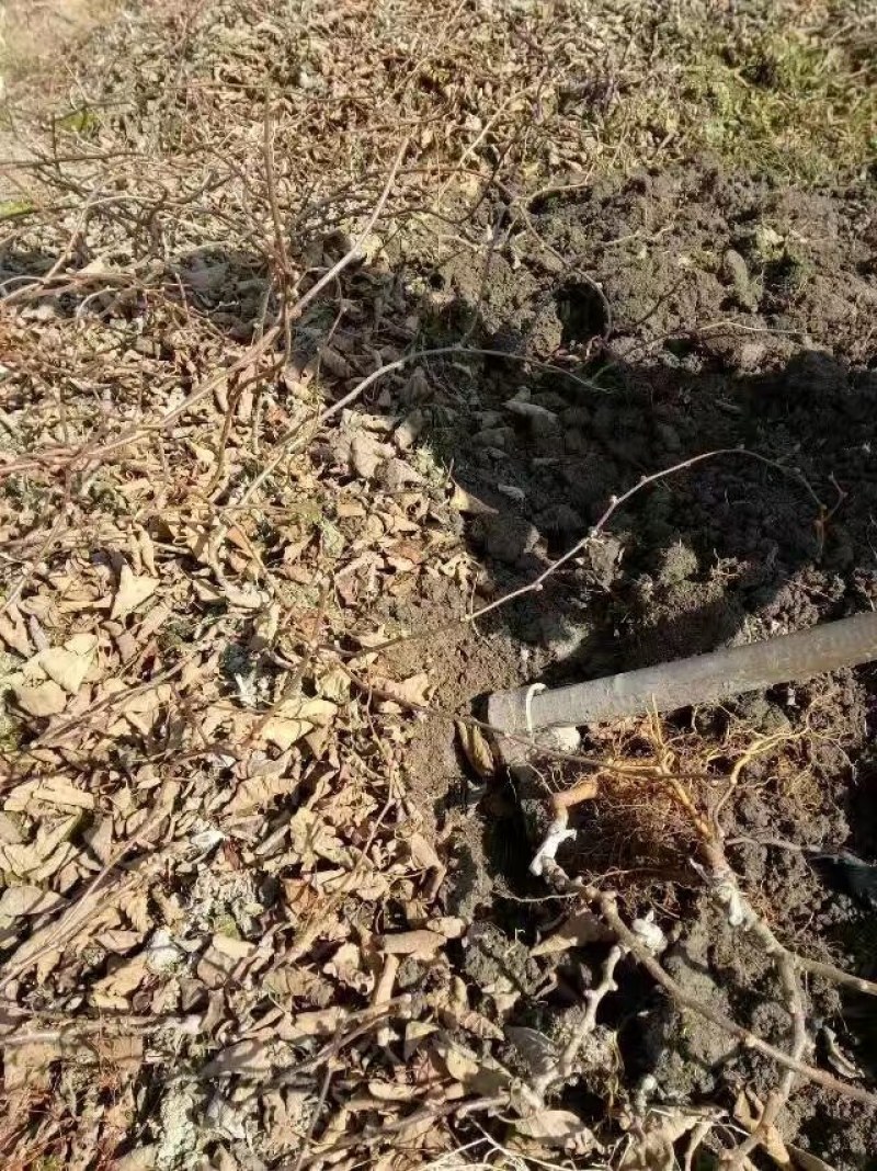 翠玉猕猴桃嫁接苗果形椭圆亩收益20000以上