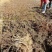 翠玉猕猴桃嫁接苗果形椭圆亩收益20000以上