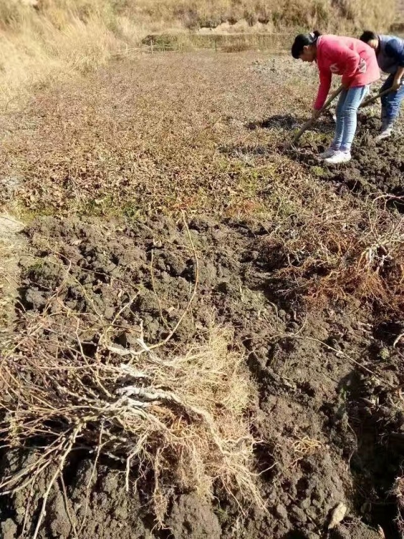 翠玉猕猴桃嫁接苗果形椭圆亩收益20000以上