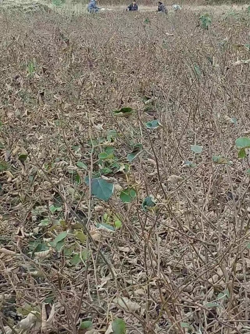 翠玉猕猴桃嫁接苗果形椭圆亩收益20000以上