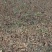 翠玉猕猴桃嫁接苗果形椭圆亩收益20000以上