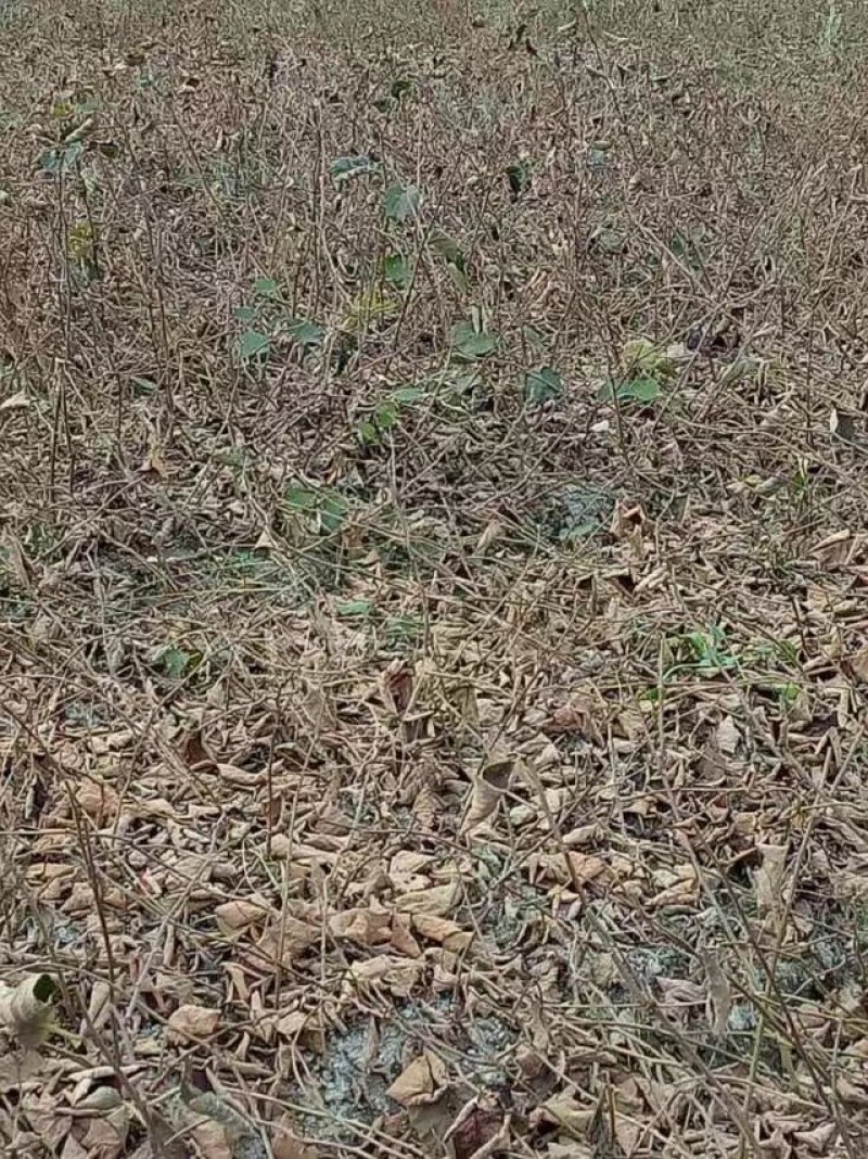 翠玉猕猴桃嫁接苗果形椭圆亩收益20000以上