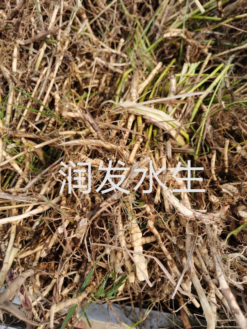 荻荻草芦荻绿化苗木