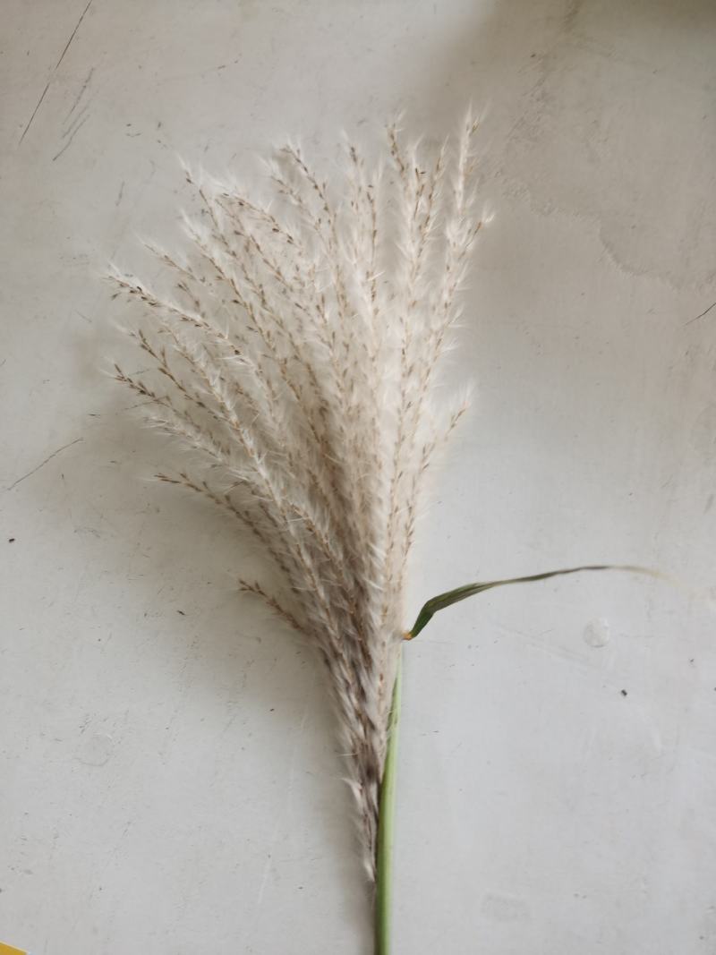 荻荻草芦荻绿化苗木