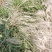 荻荻草芦荻绿化苗木