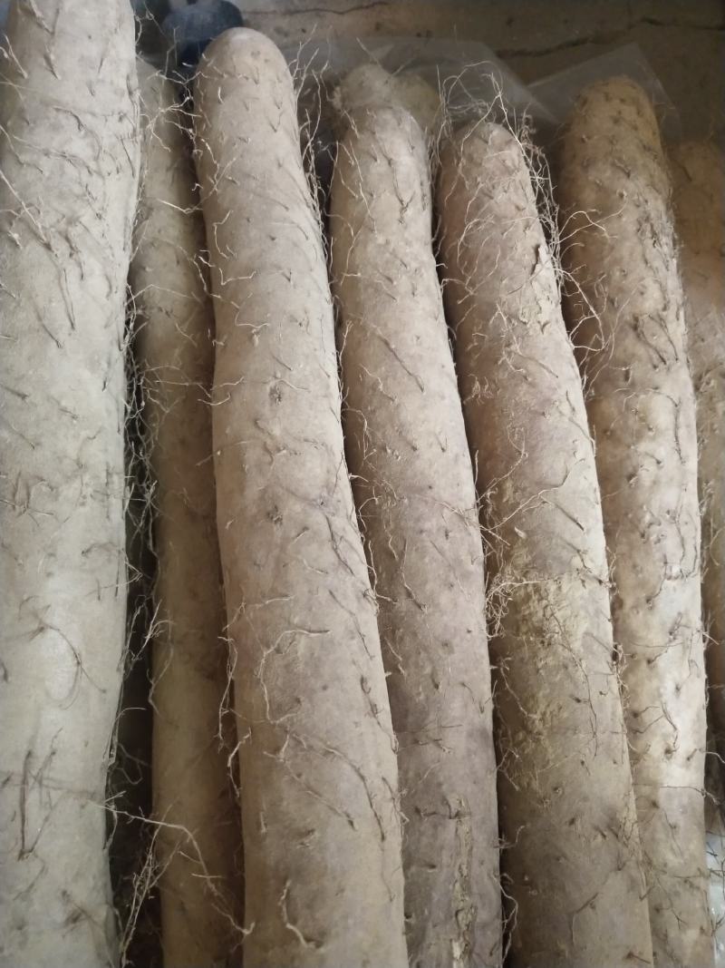 自己种的白玉山药价格好说