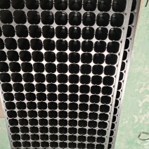 200穴辣椒育苗穴盘厂家直销