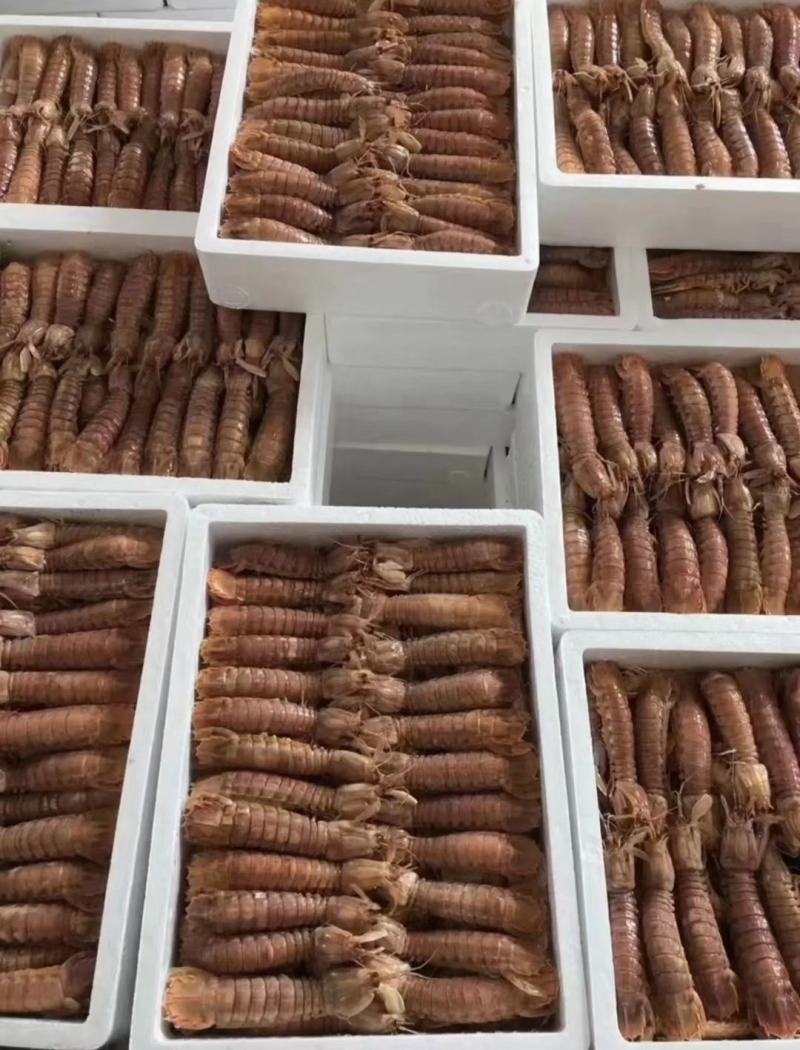 当季渔船回来的皮皮虾，熟冻皮皮虾