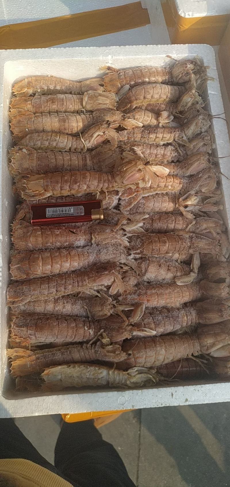 当季渔船回来的皮皮虾，熟冻皮皮虾
