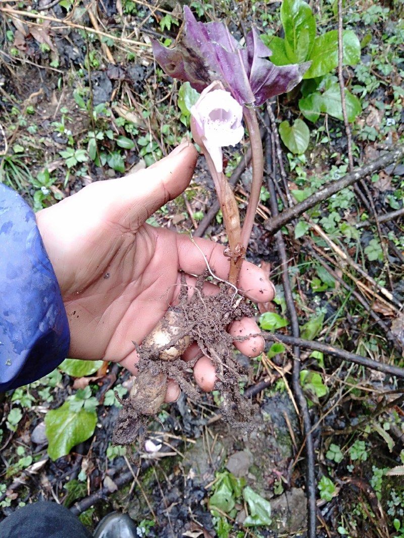 独叶兰，又名独花兰！稀有濒绝花卉。