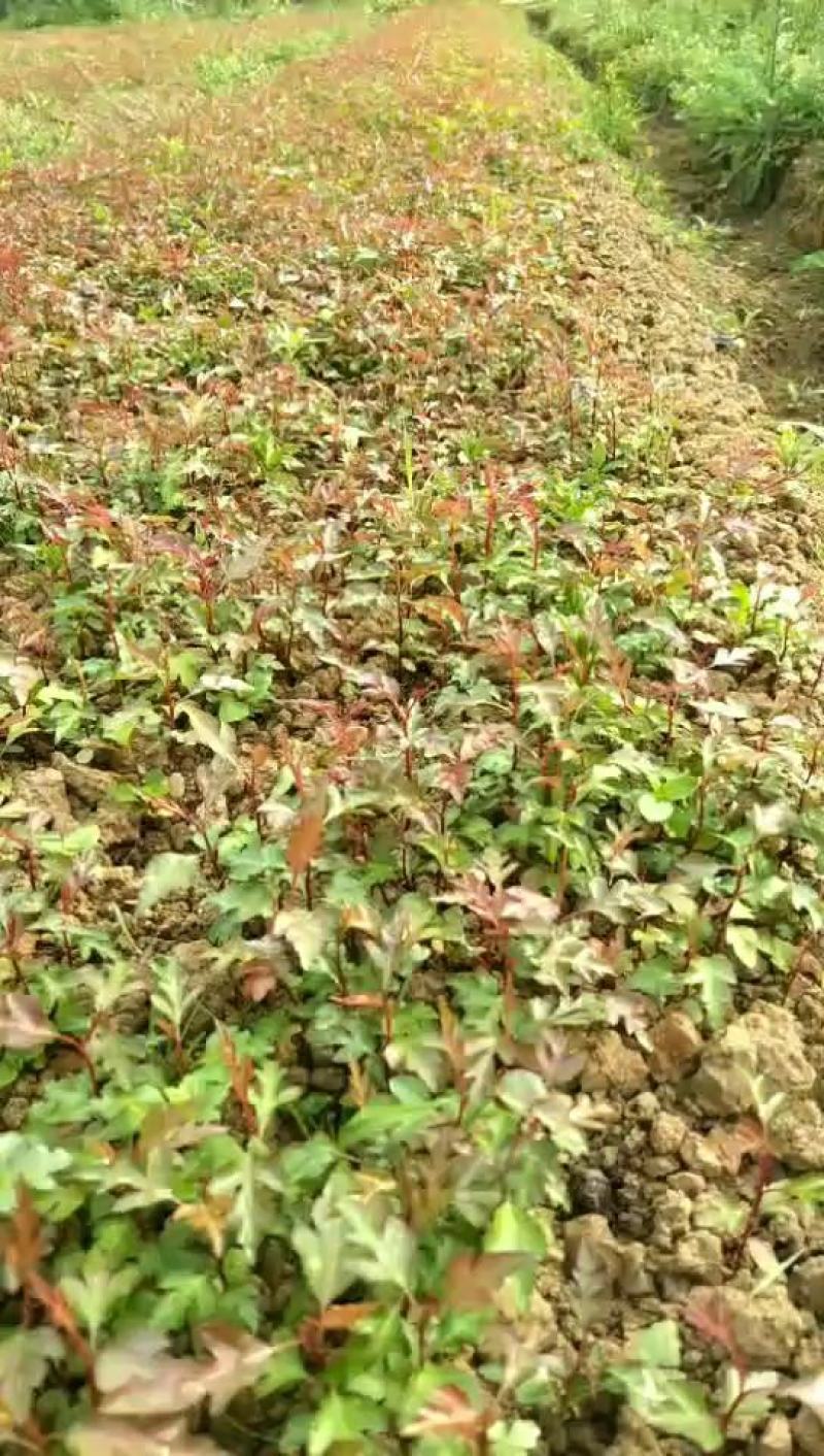 棠梨苗，杜梨苗，野梨苗，梨树实生苗供自家种植全程技术指导
