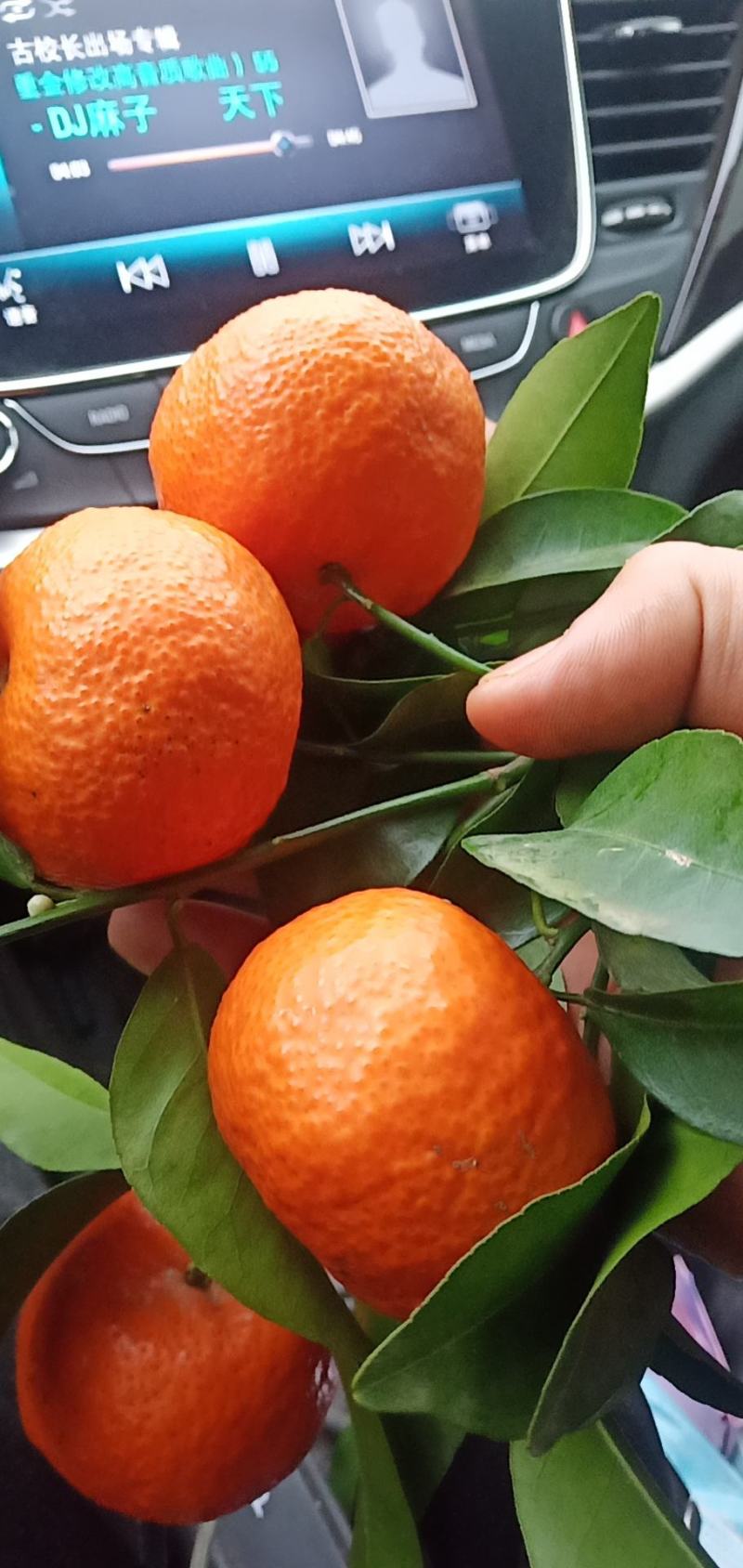 【好评高】广西沙糖桔一级精品，砂糖大量上市，诚信经营