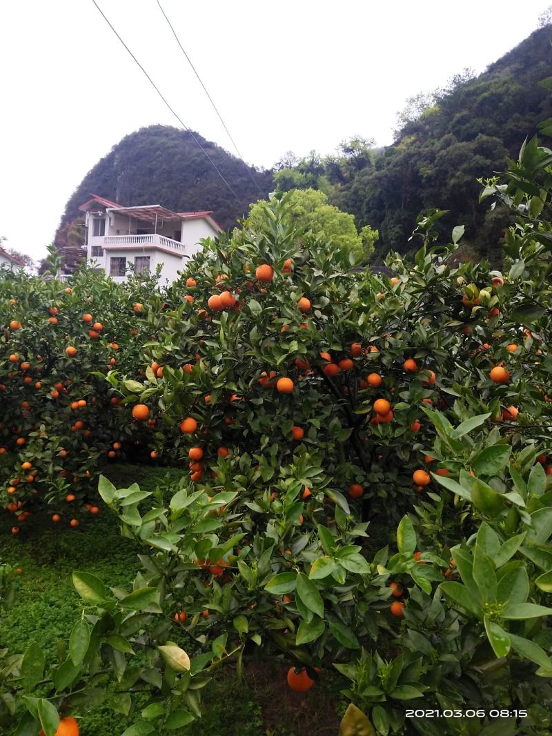 蜜香橙大量上市，不干水，无霜冻，皮细，口感纯甜