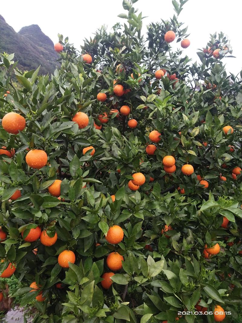 蜜香橙大量上市，不干水，无霜冻，皮细，口感纯甜