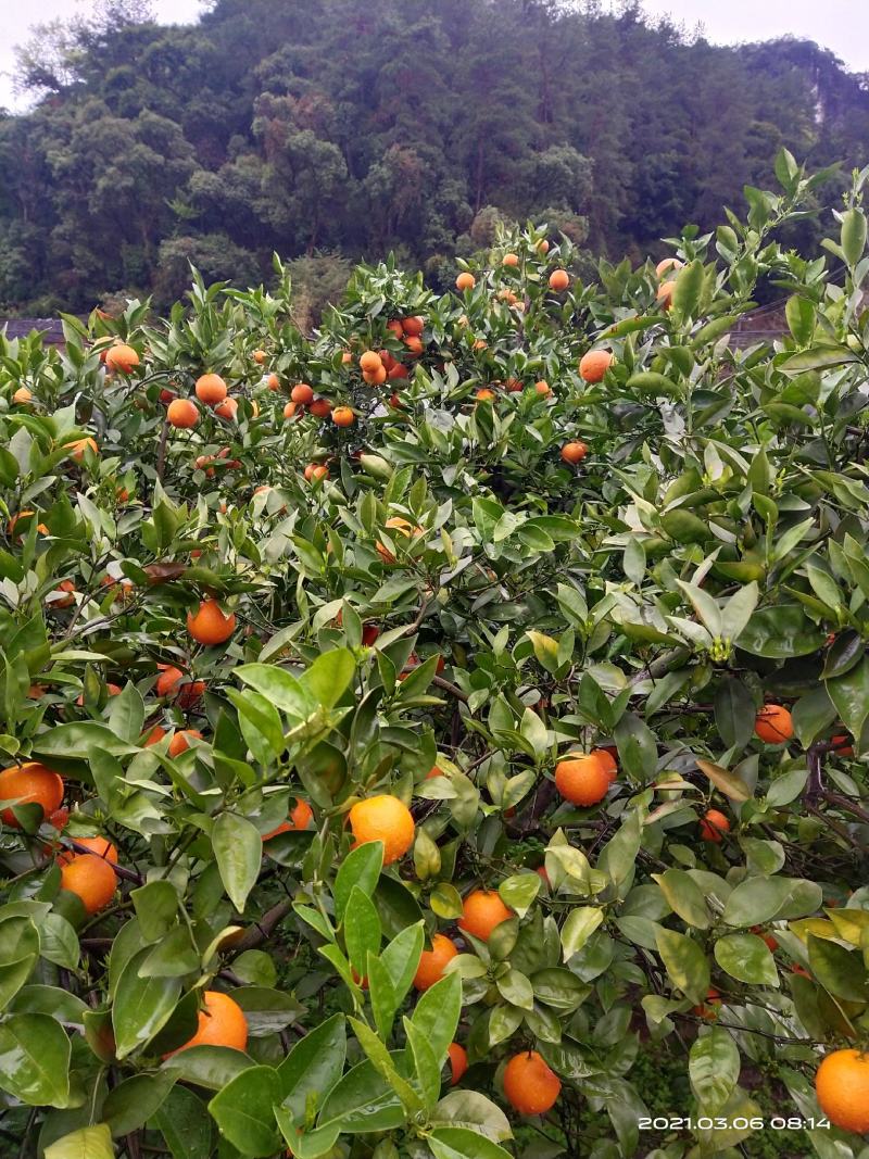 蜜香橙大量上市，不干水，无霜冻，皮细，口感纯甜