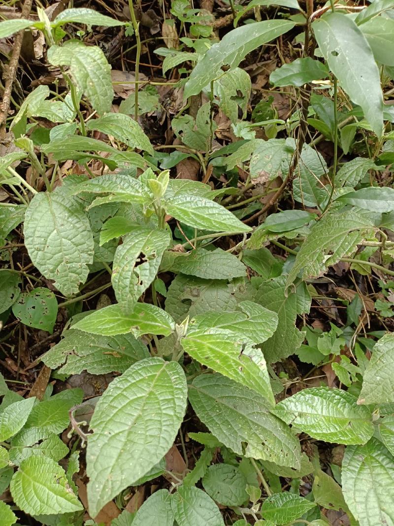 中华锥花，白腊锁;棒红花;棒丝花，老虎耳