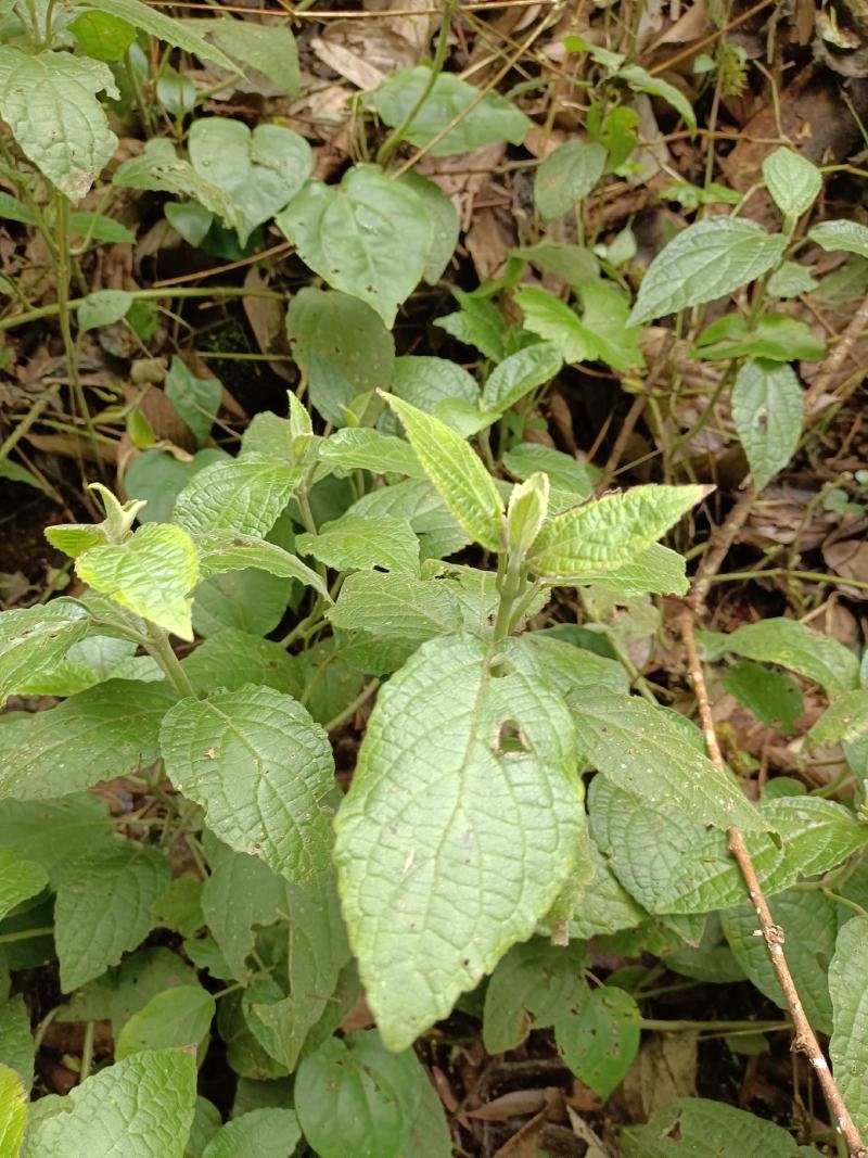 中华锥花，白腊锁;棒红花;棒丝花，老虎耳