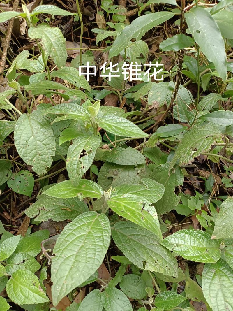 中华锥花，白腊锁;棒红花;棒丝花，老虎耳