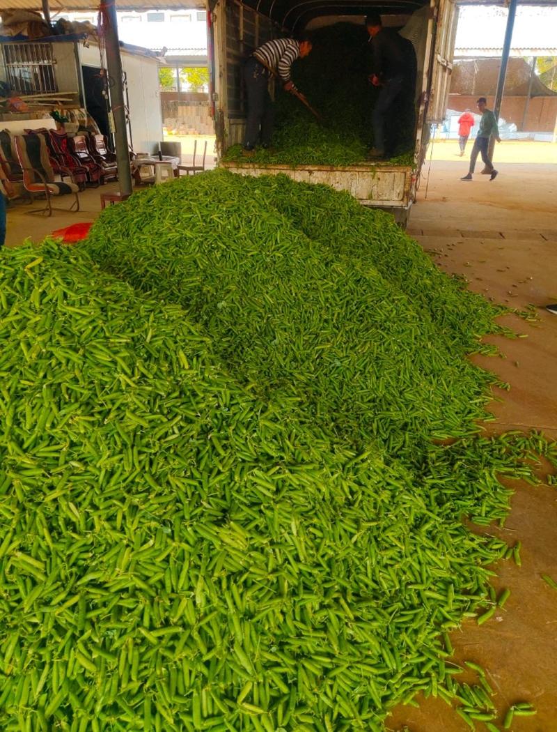 湖北襄阳精品青豌豆大量上市实力代办一条龙服务