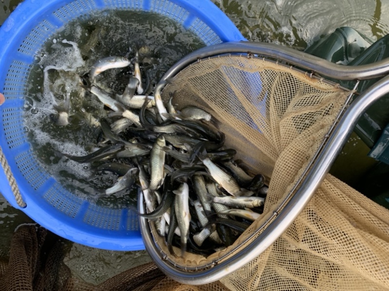 草鱼苗白鲩鱼四大家鱼苗.支持空运.客运.快递送货上门