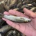 草鱼苗白鲩鱼四大家鱼苗.支持空运.客运.快递送货上门