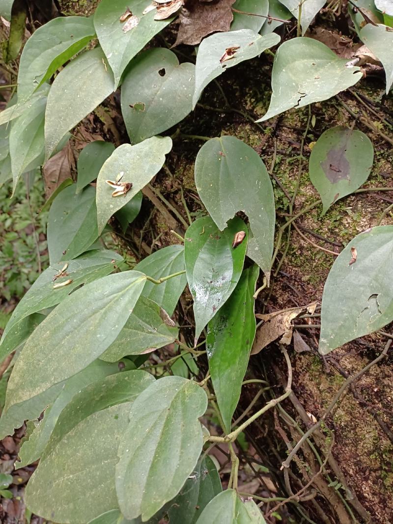 爬岩香，石楠藤，下单现采。