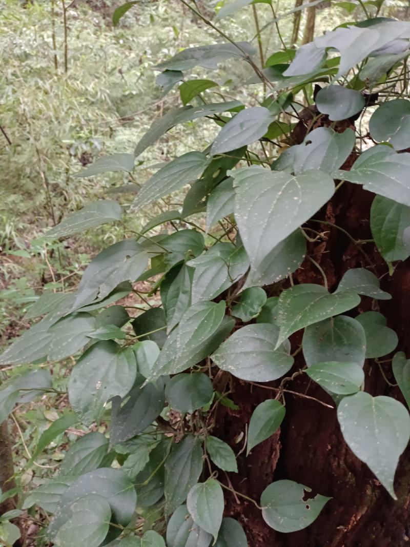 爬岩香，石楠藤，下单现采。