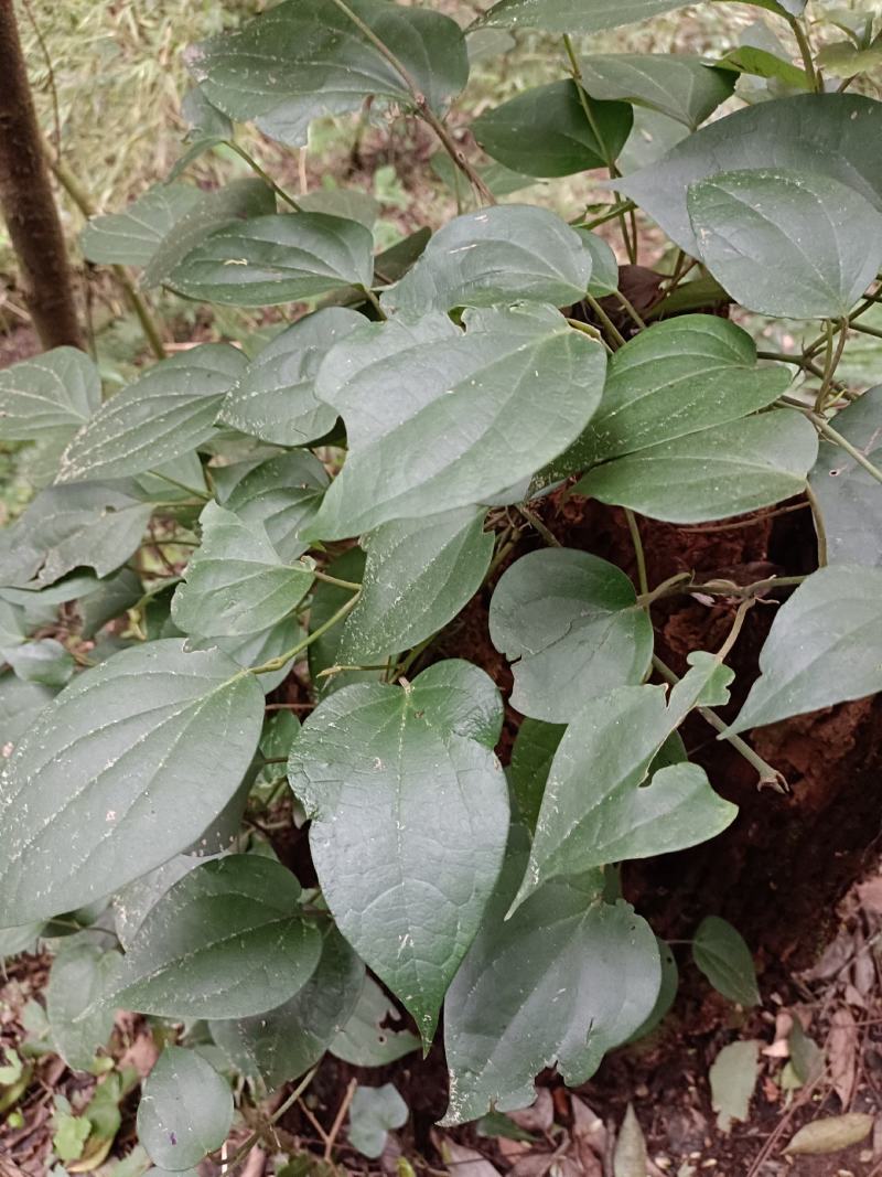 爬岩香，石楠藤，下单现采。