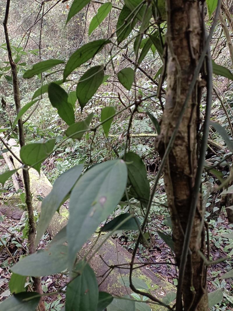 爬岩香，石楠藤，下单现采。