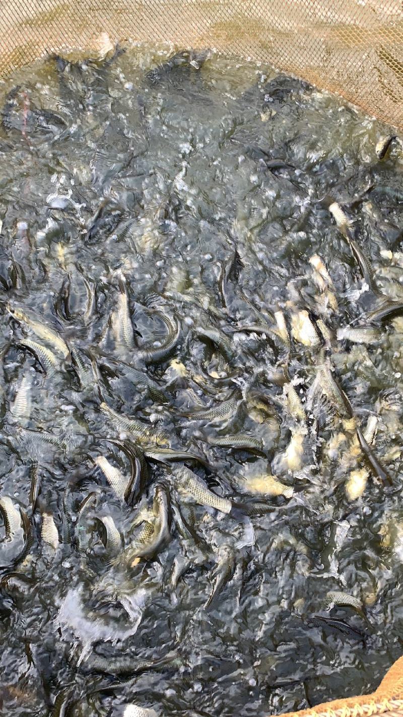 花鲢鱼苗黑鲢鱼苗大头鱼苗鳙鱼放生鱼苗麻鲢胖头鱼苗