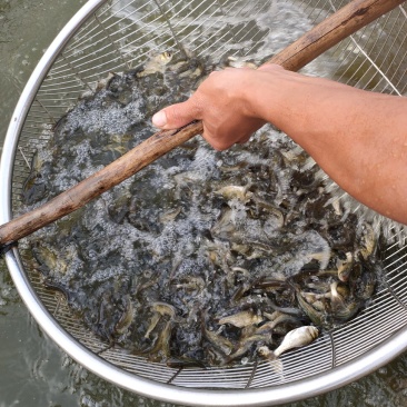 花鲢鱼苗黑鲢鱼苗大头鱼苗鳙鱼放生鱼苗麻鲢胖头鱼苗