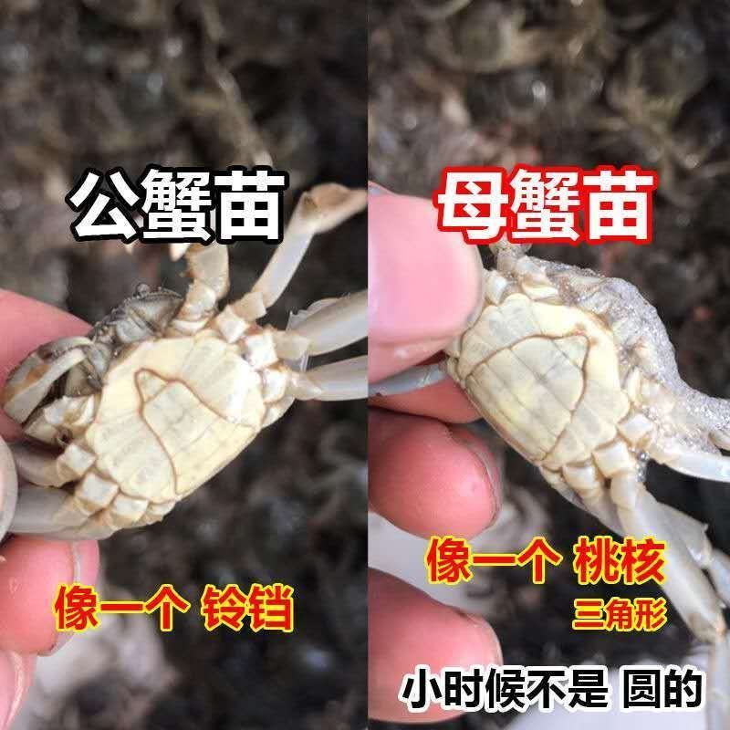 优质蟹苗批发成活率高抗病力强，通货各种规格