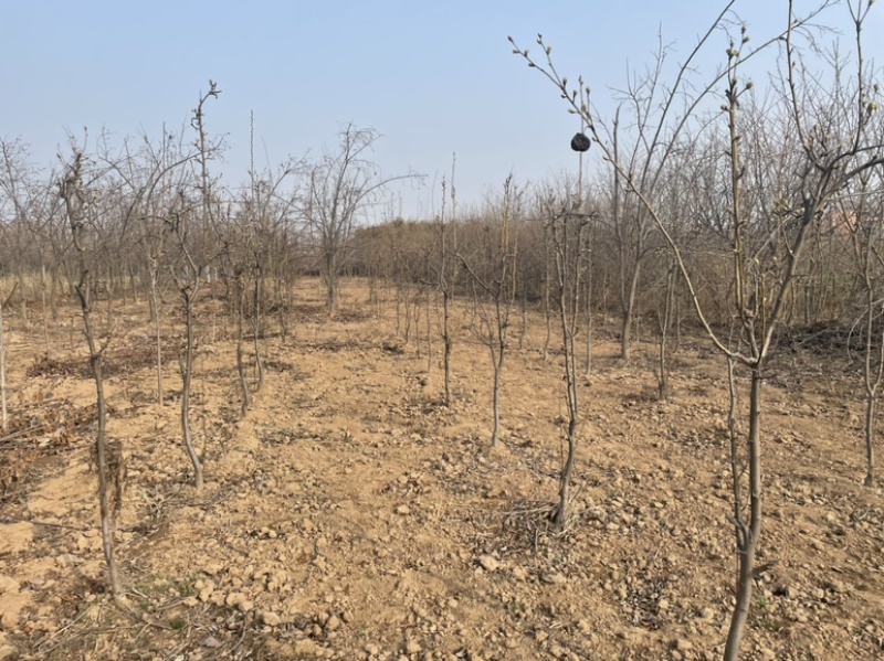 占地梨树有量，3-8公分粗，价格不高，需要的抓紧联系