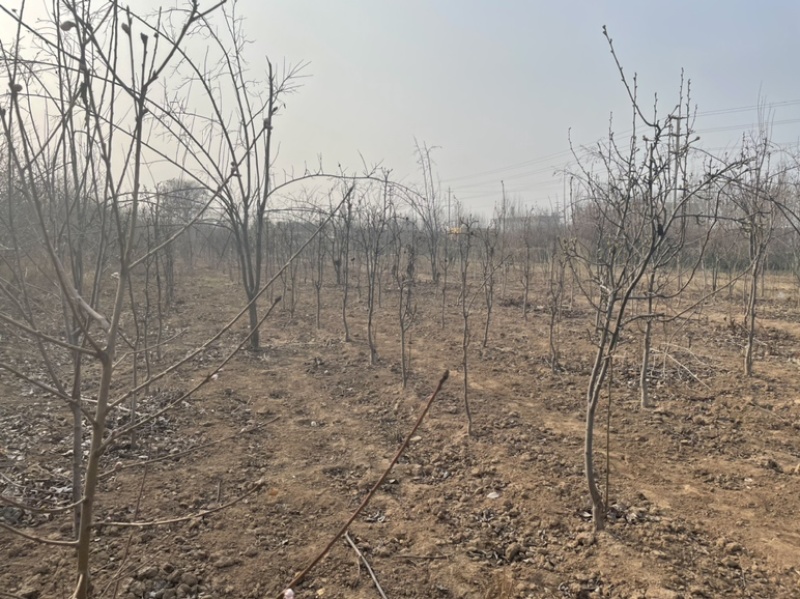 占地梨树有量，3-8公分粗，价格不高，需要的抓紧联系