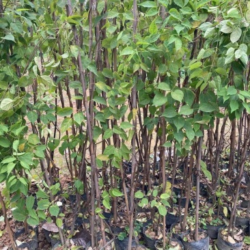炮仗花50-200长