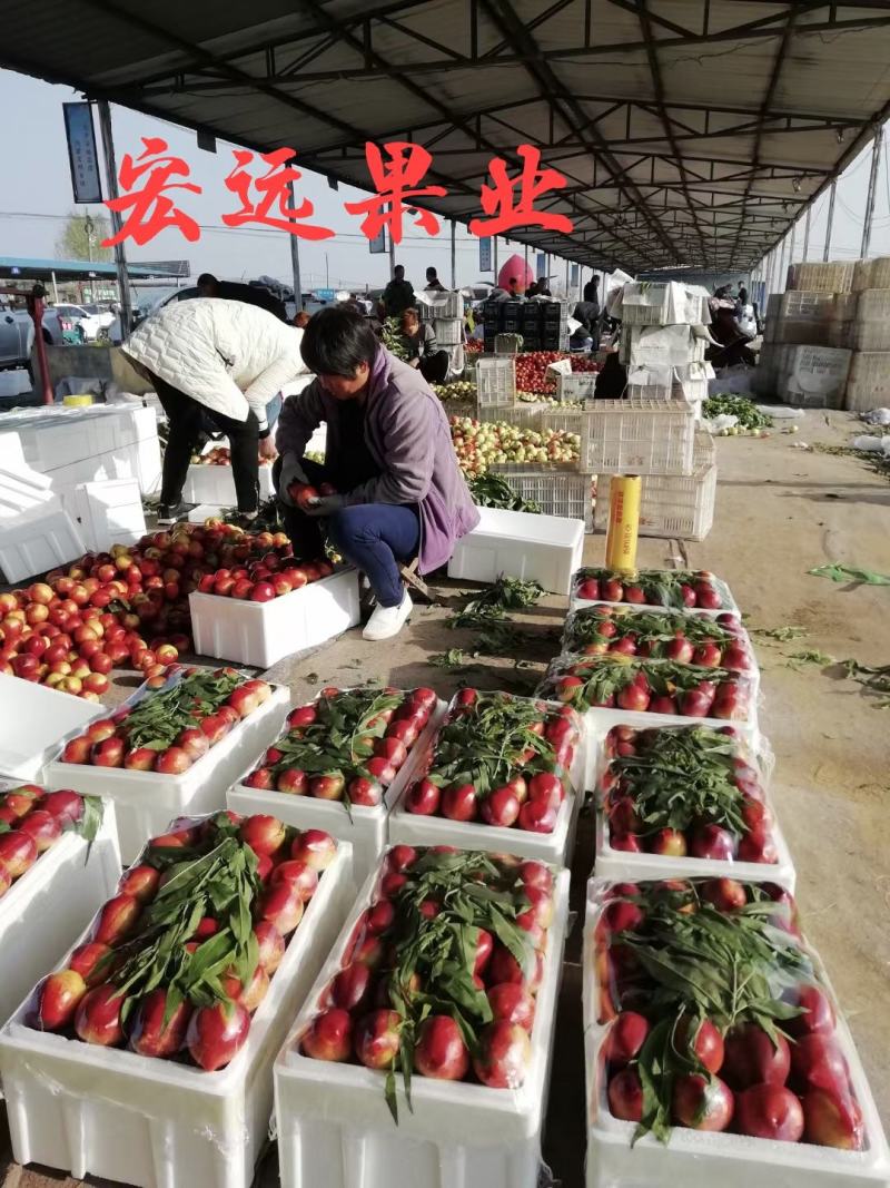 油桃四号【供应电商批发市场商超】山东大棚油桃