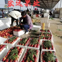 油桃山东万亩大棚油桃产地直发中油四号五号，126油桃产地