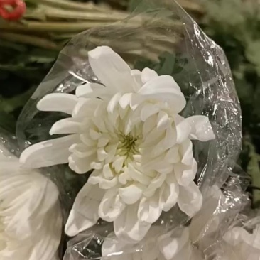 广东基地产优质白菊花