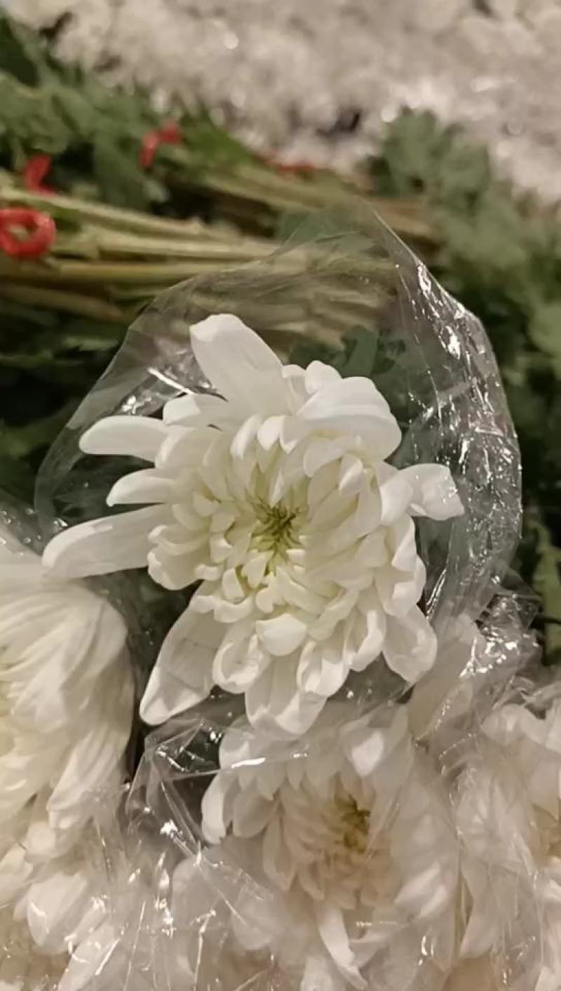 广东基地产优质白菊花