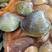 鲜活地角螺，天然咸淡水，生长在河海交汇处，壳薄肉质鲜美