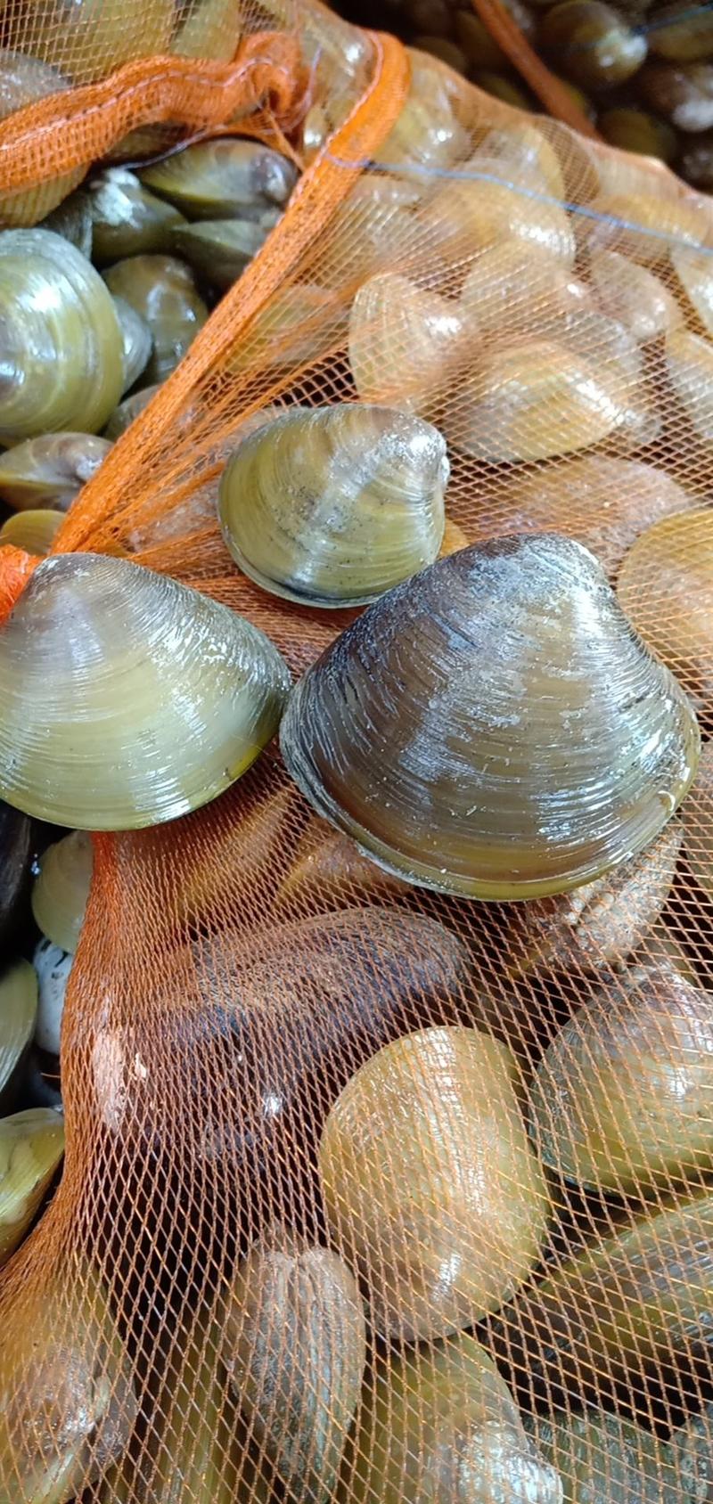 鲜活地角螺，天然咸淡水，生长在河海交汇处，壳薄肉质鲜美